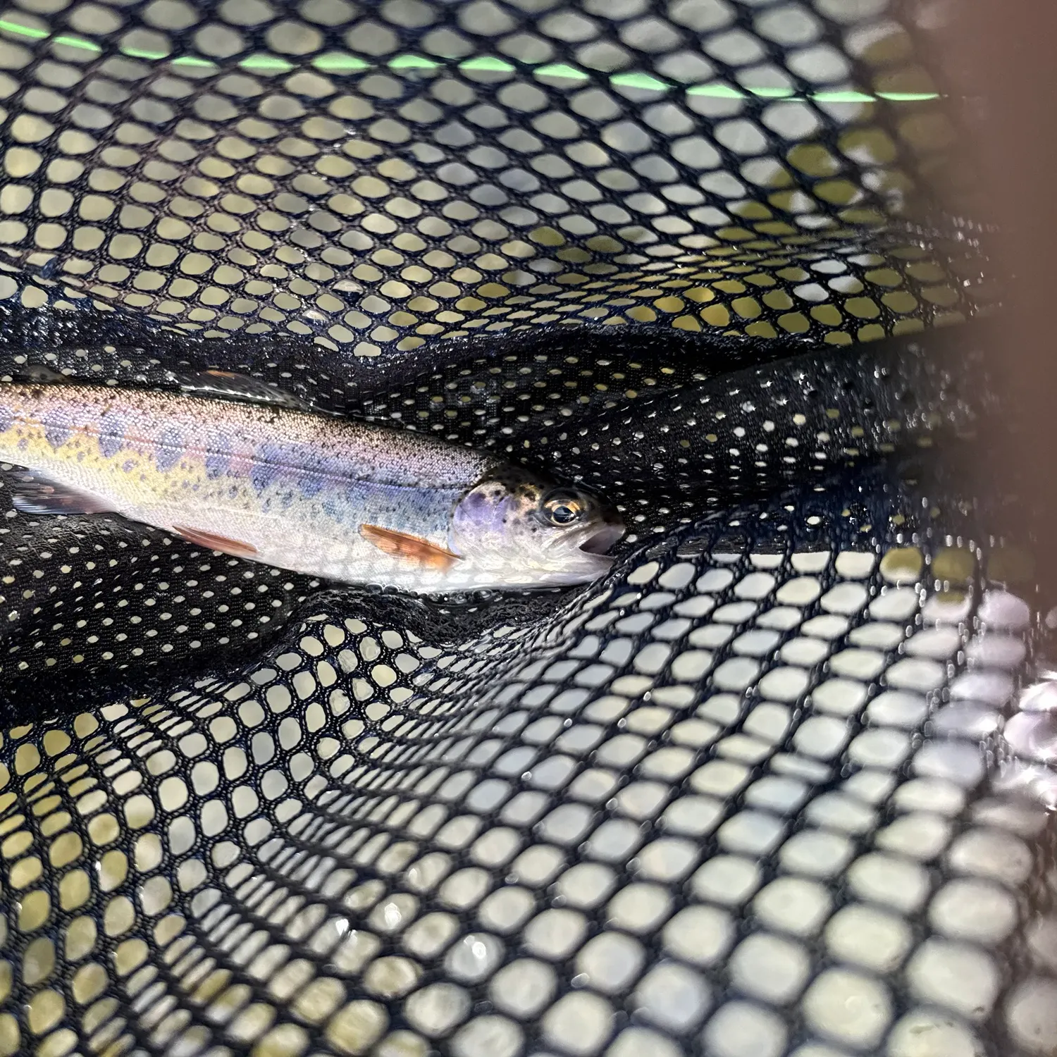 The most recent Great basin redband trout catches on Fishbrain