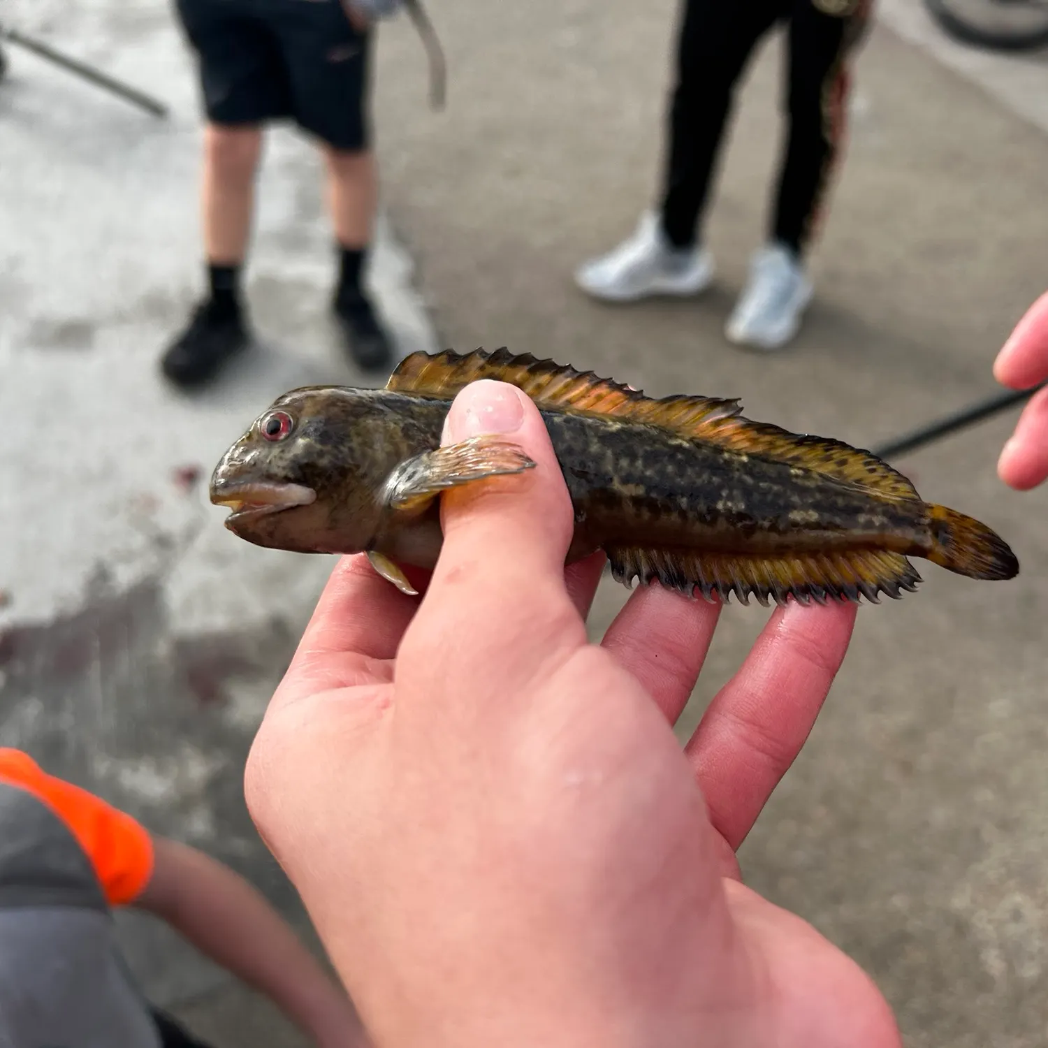 Round goby caught on Fishbrain