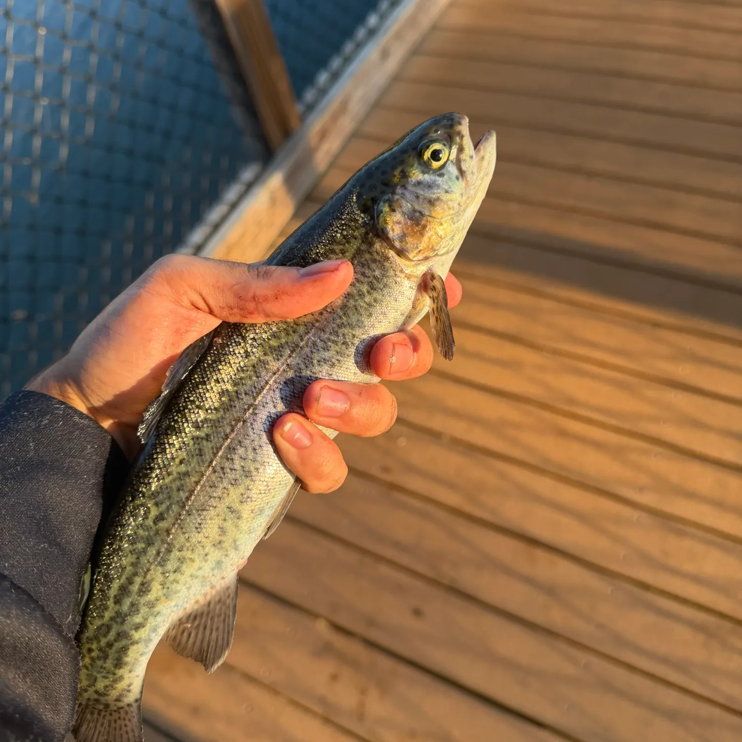 Rainbow trout caught on Fishbrain
