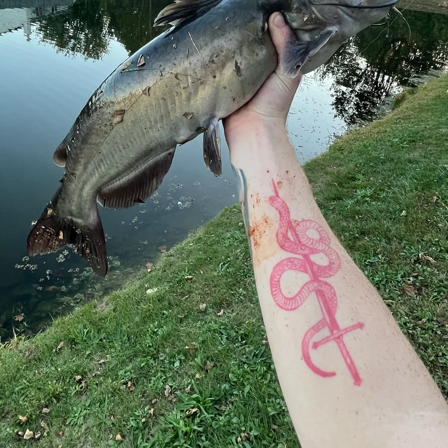 Channel catfish caught on Fishbrain