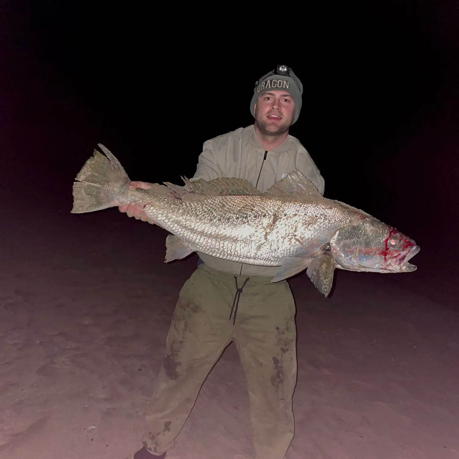 Japanese meagre caught on Fishbrain