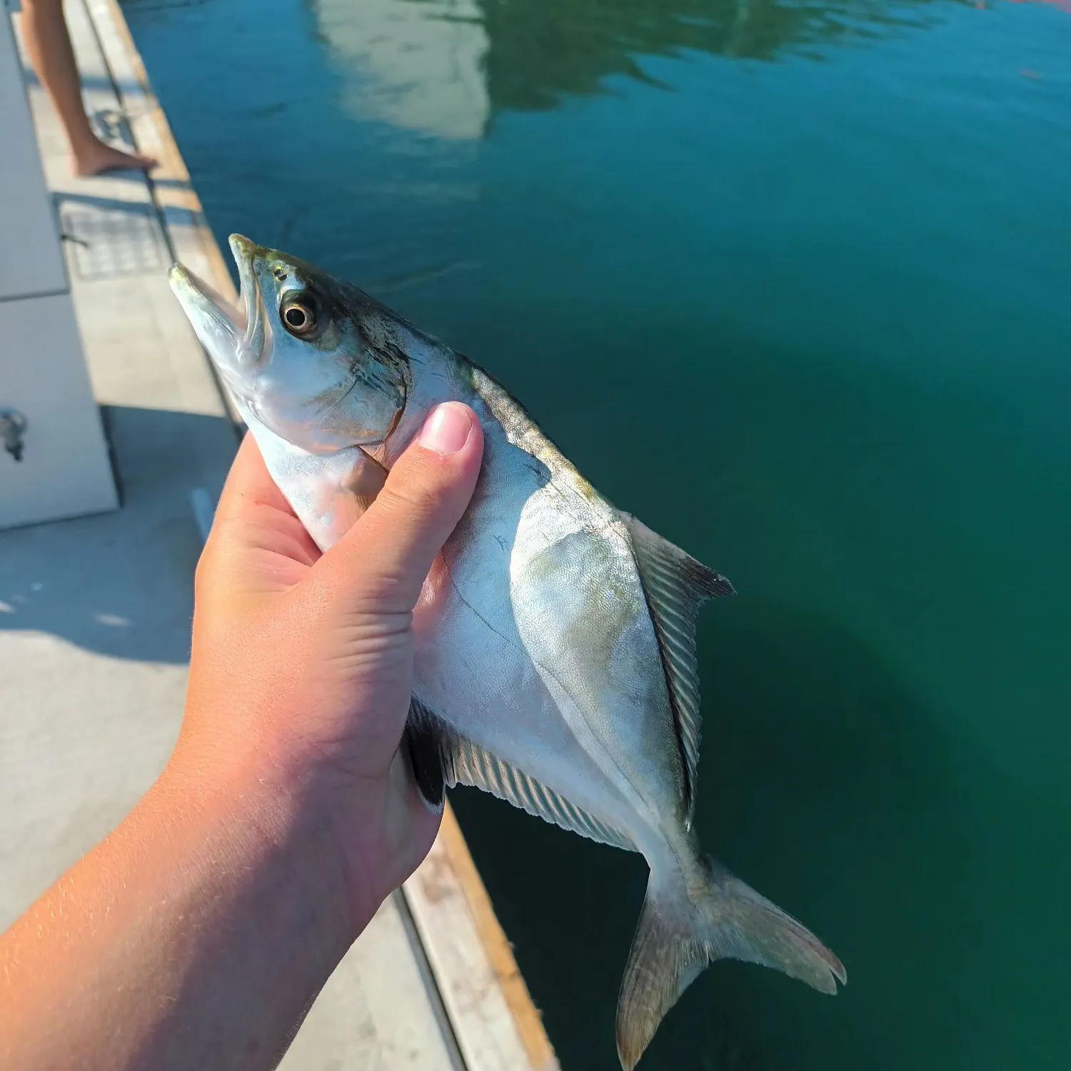 The most recent Leerfish catches on Fishbrain