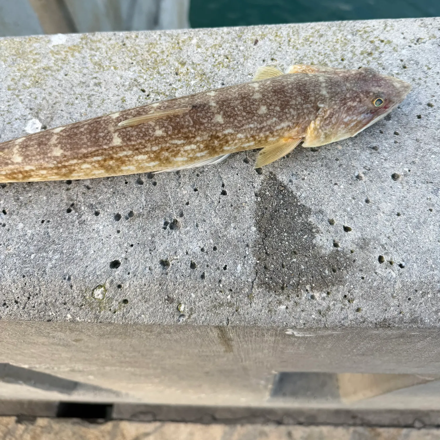 The most recent Inshore lizardfish catches on Fishbrain