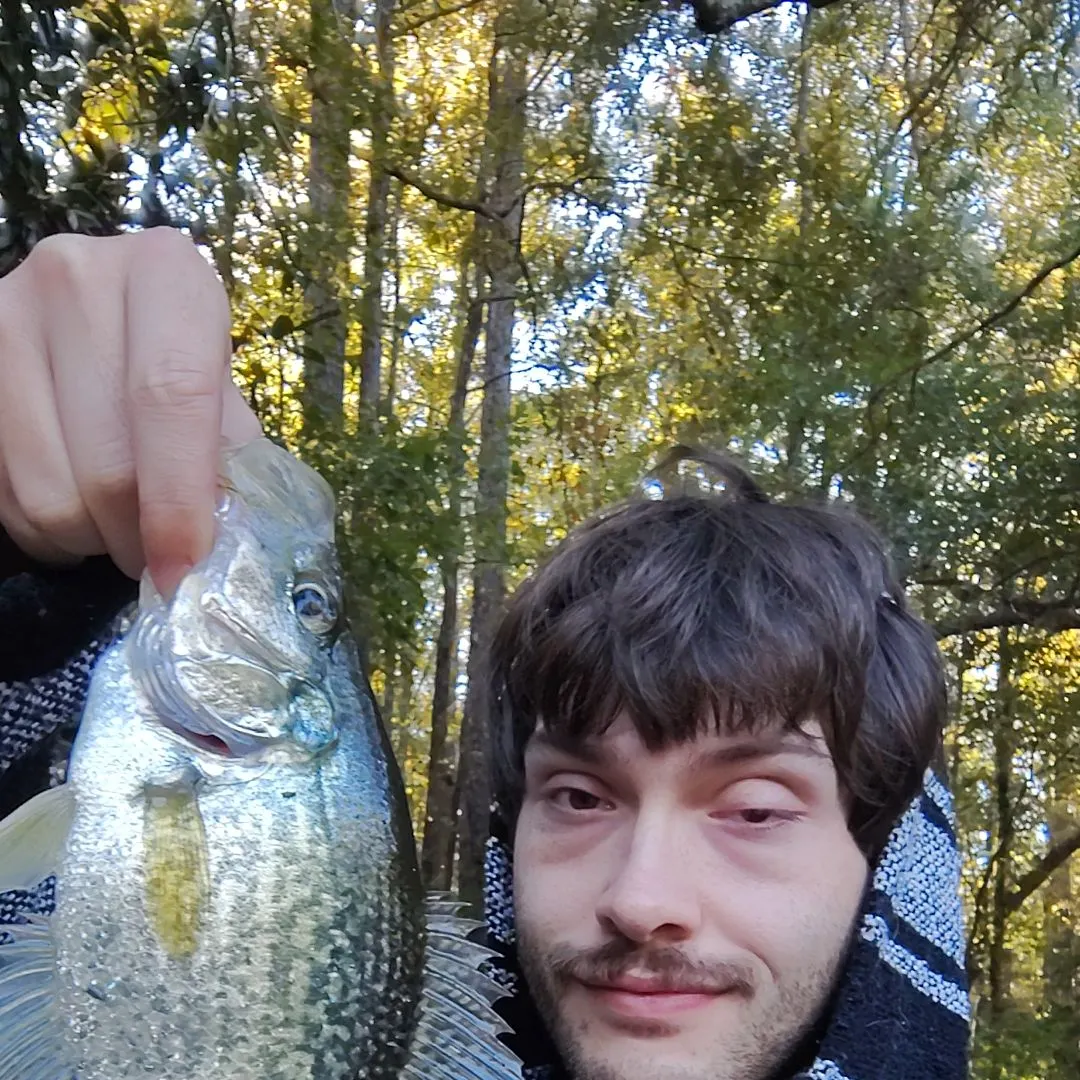 Black crappie caught on Fishbrain