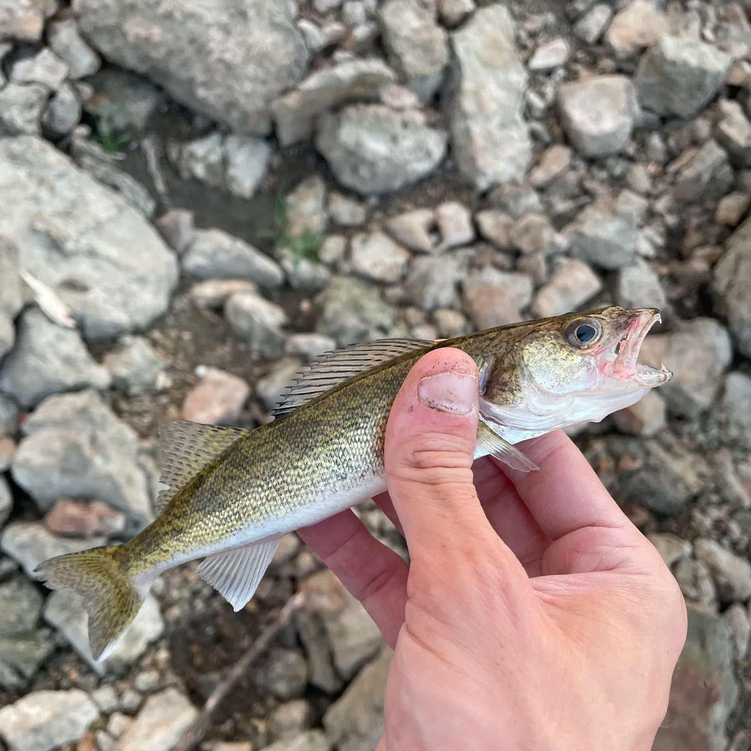 Saugeye caught on Fishbrain