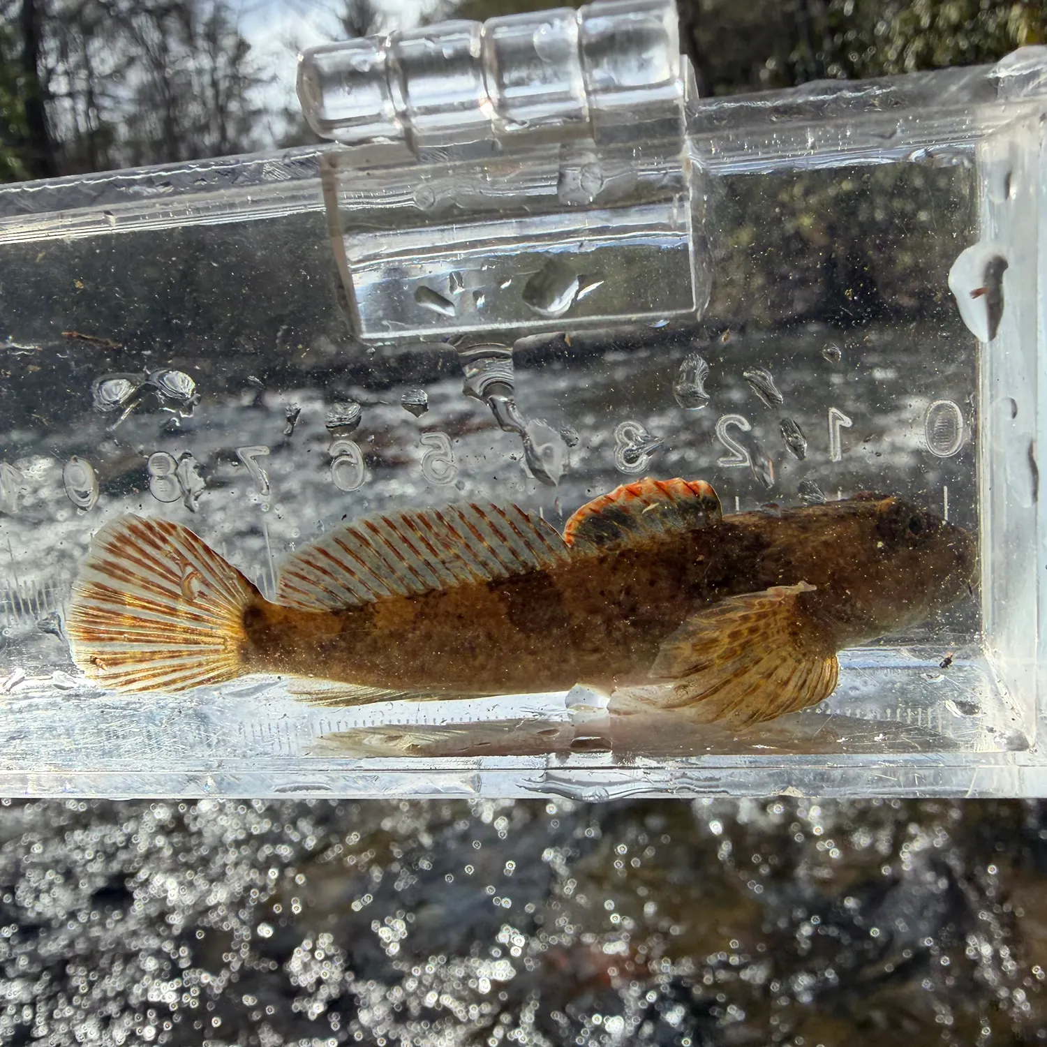 The most recent Mottled sculpin catches on Fishbrain