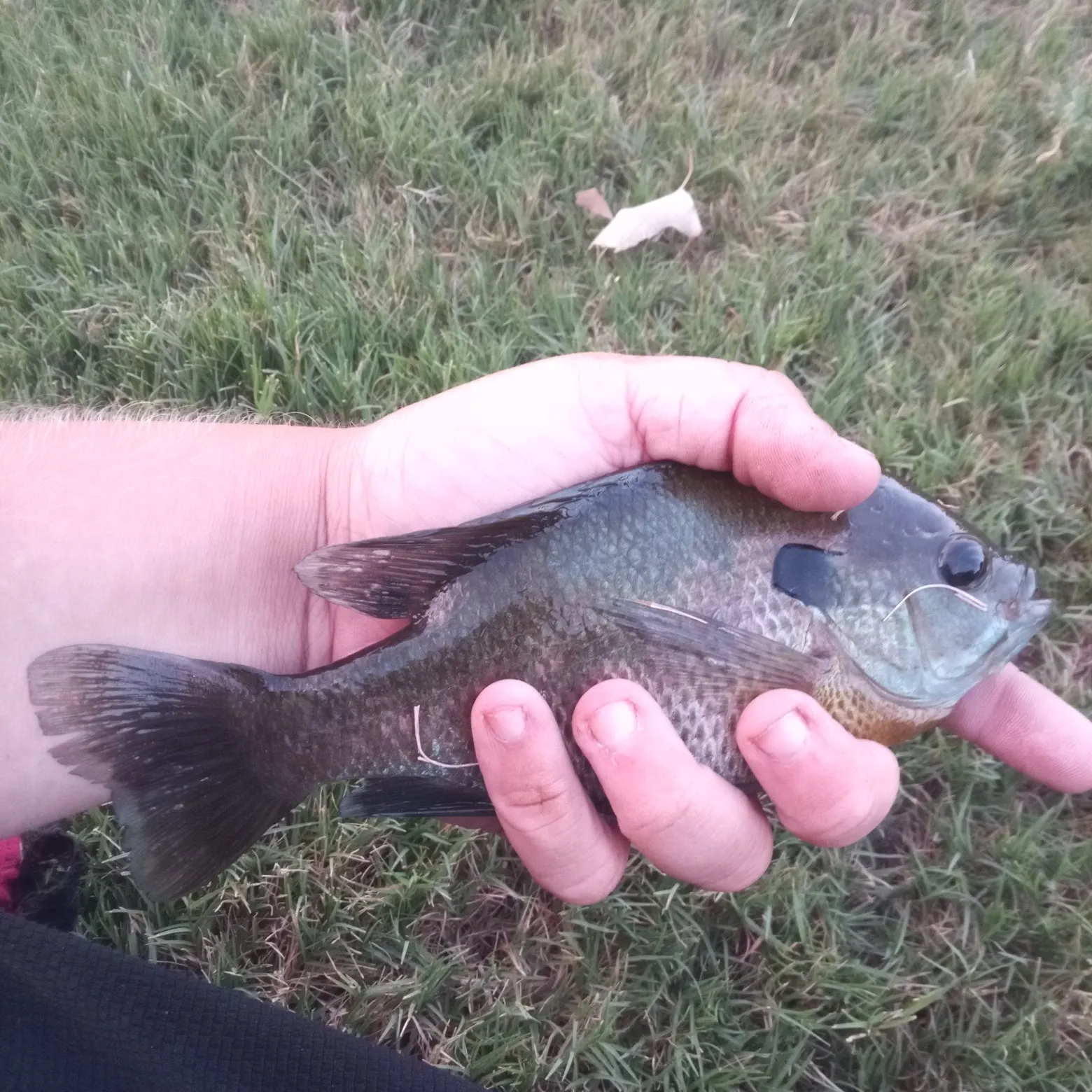 Bluegill caught on Fishbrain
