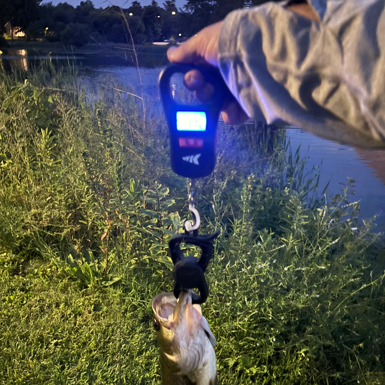 Largemouth bass caught on Fishbrain