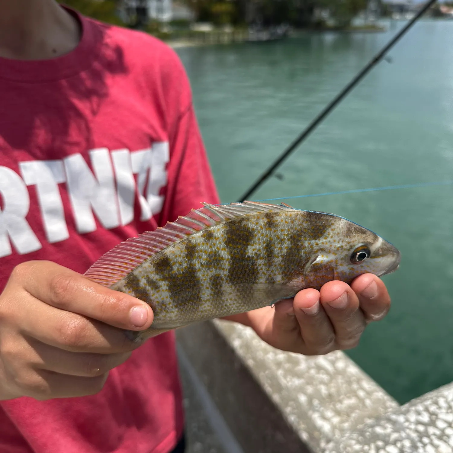 The most recent Pigfish catches on Fishbrain