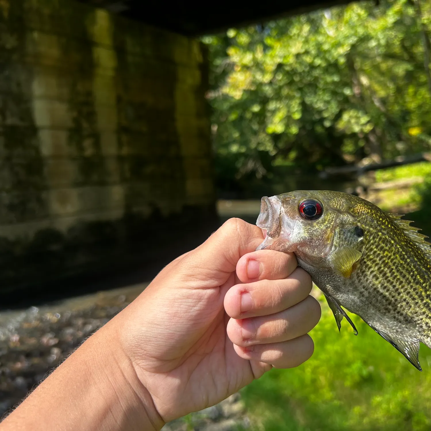 Rock bass caught on Fishbrain