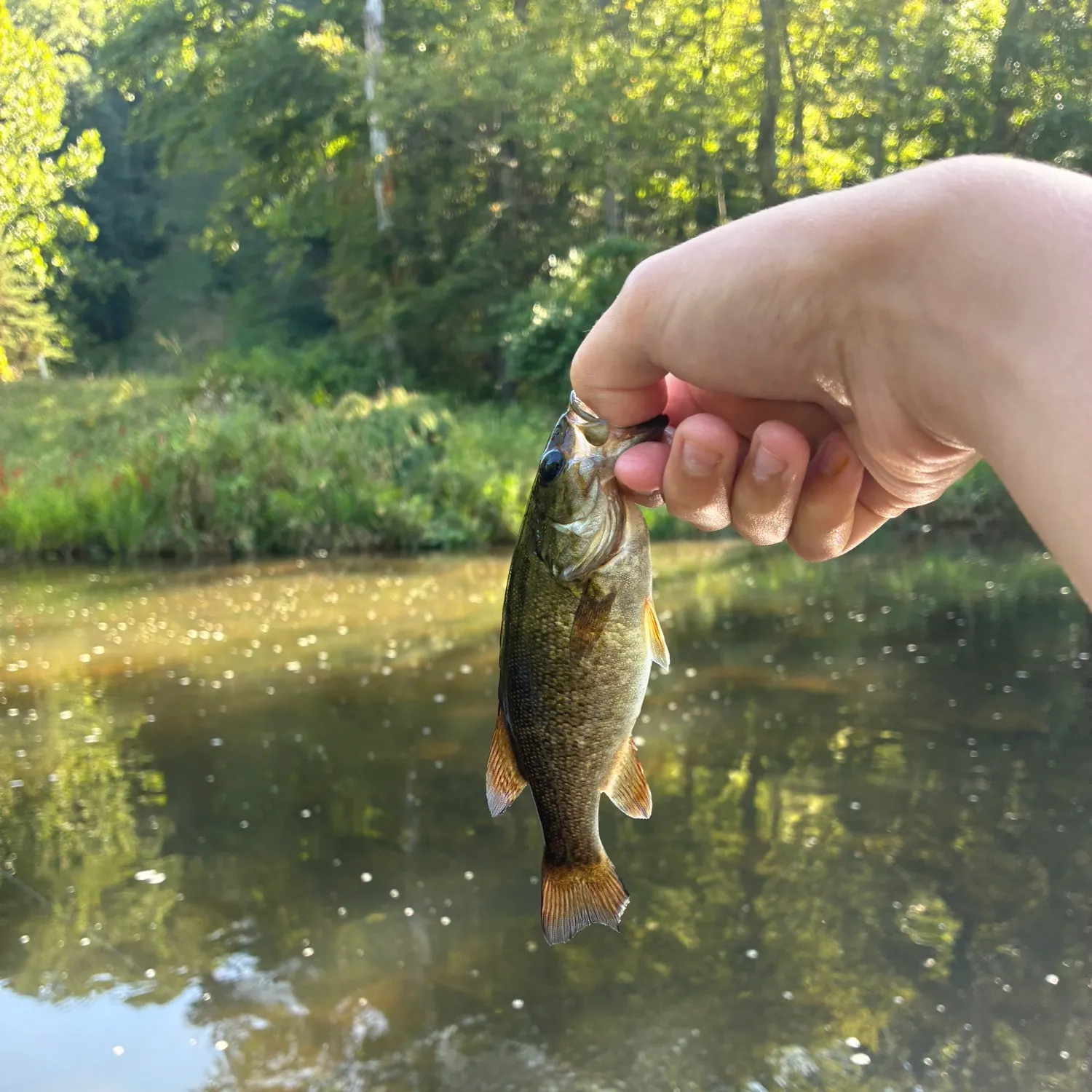 Smallmouth bass caught on Fishbrain