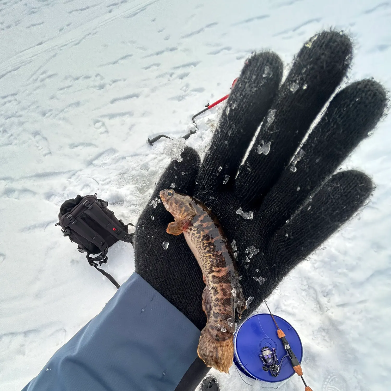 The most recent Alaska blackfish catches on Fishbrain