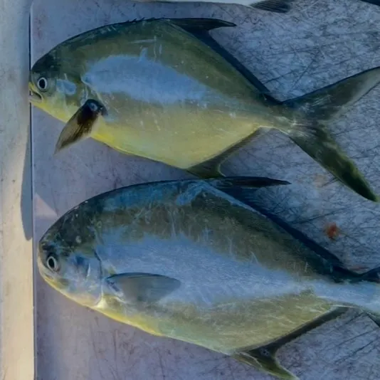 Florida pompano caught on Fishbrain