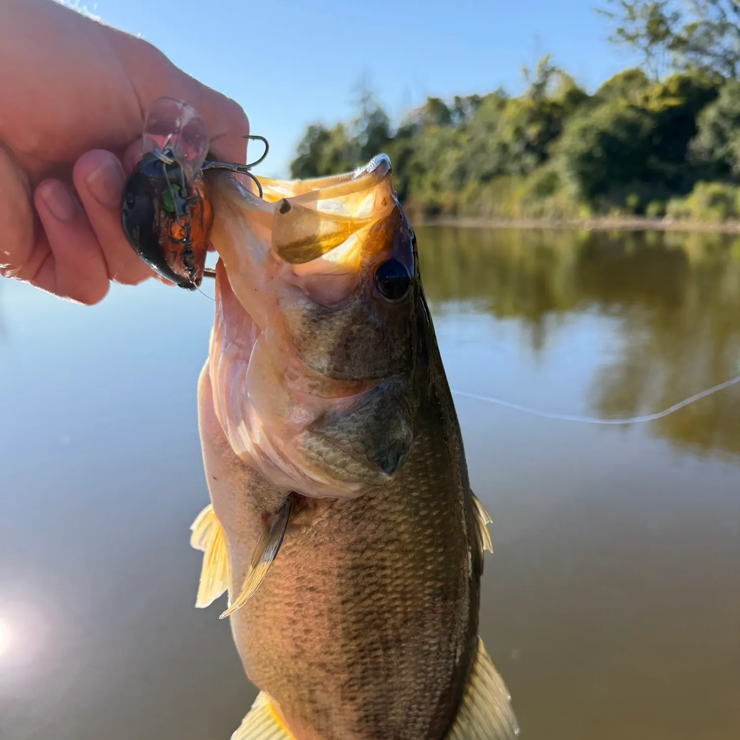 Largemouth bass caught on Fishbrain