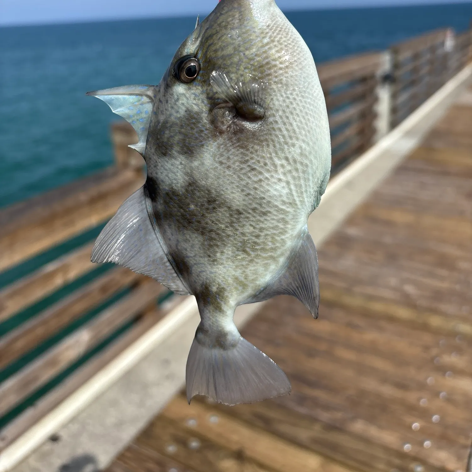 Grey triggerfish caught on Fishbrain