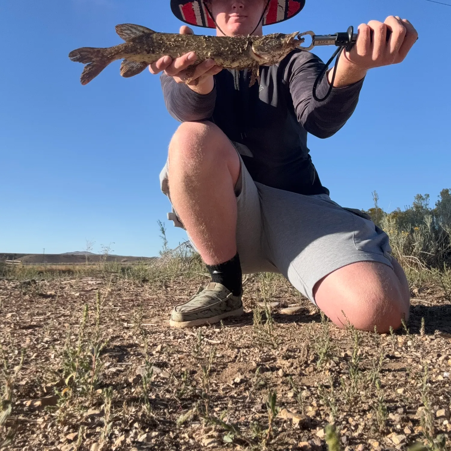 Northern pike caught on Fishbrain