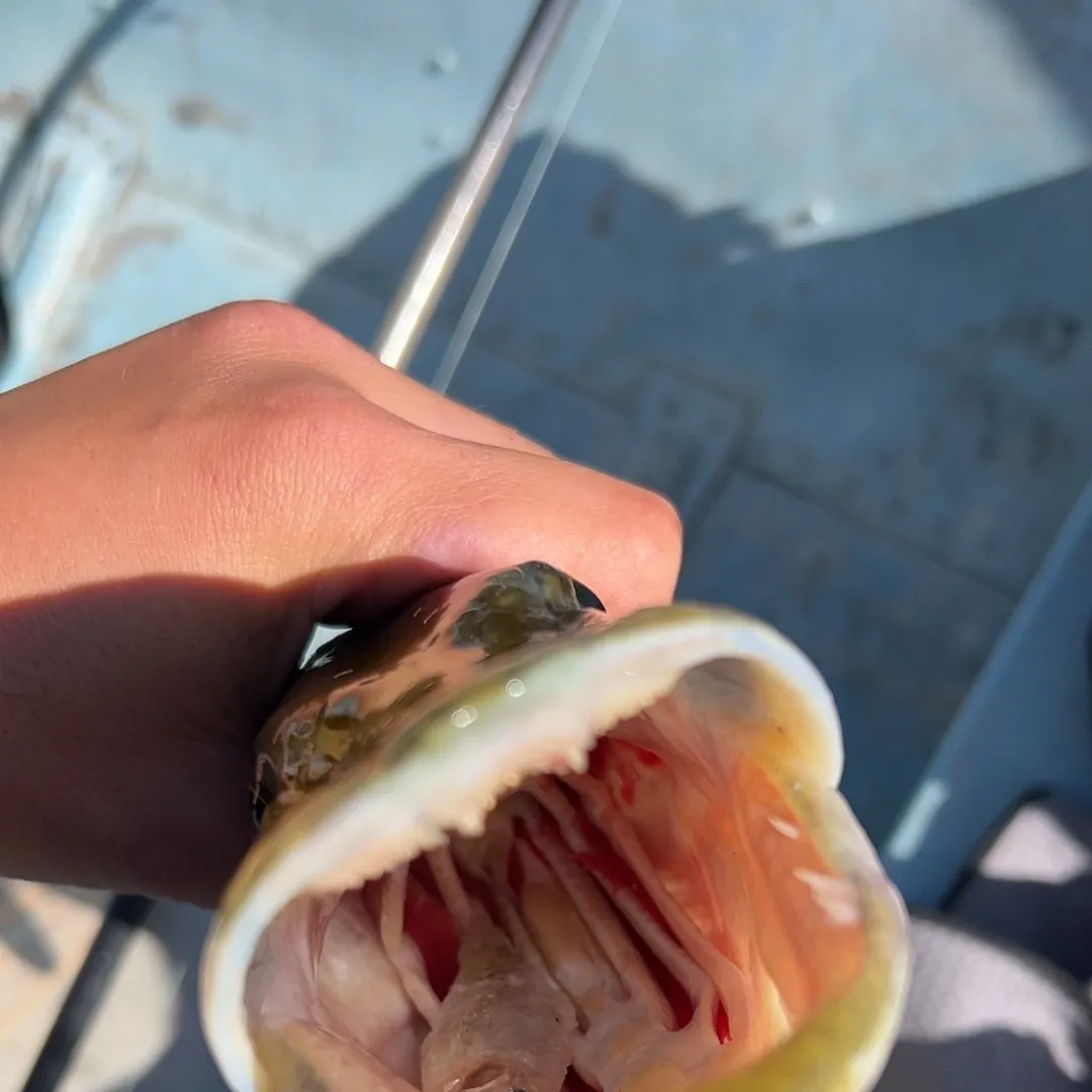 Northern pike caught on Fishbrain