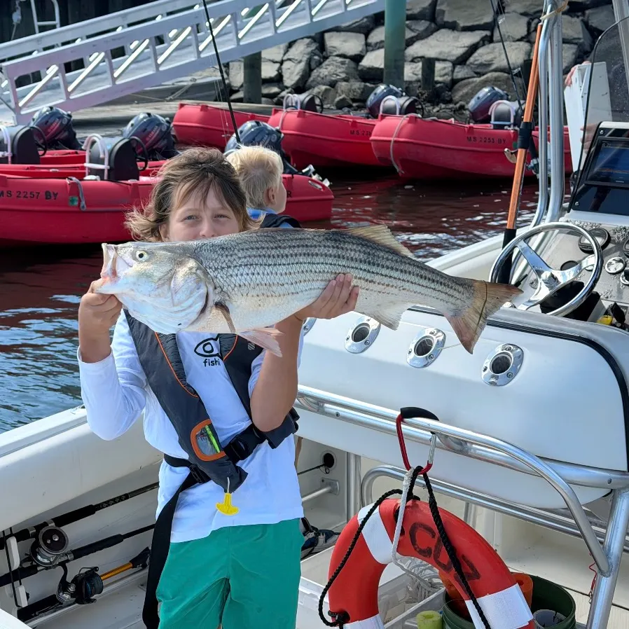 Striped bass caught on Fishbrain