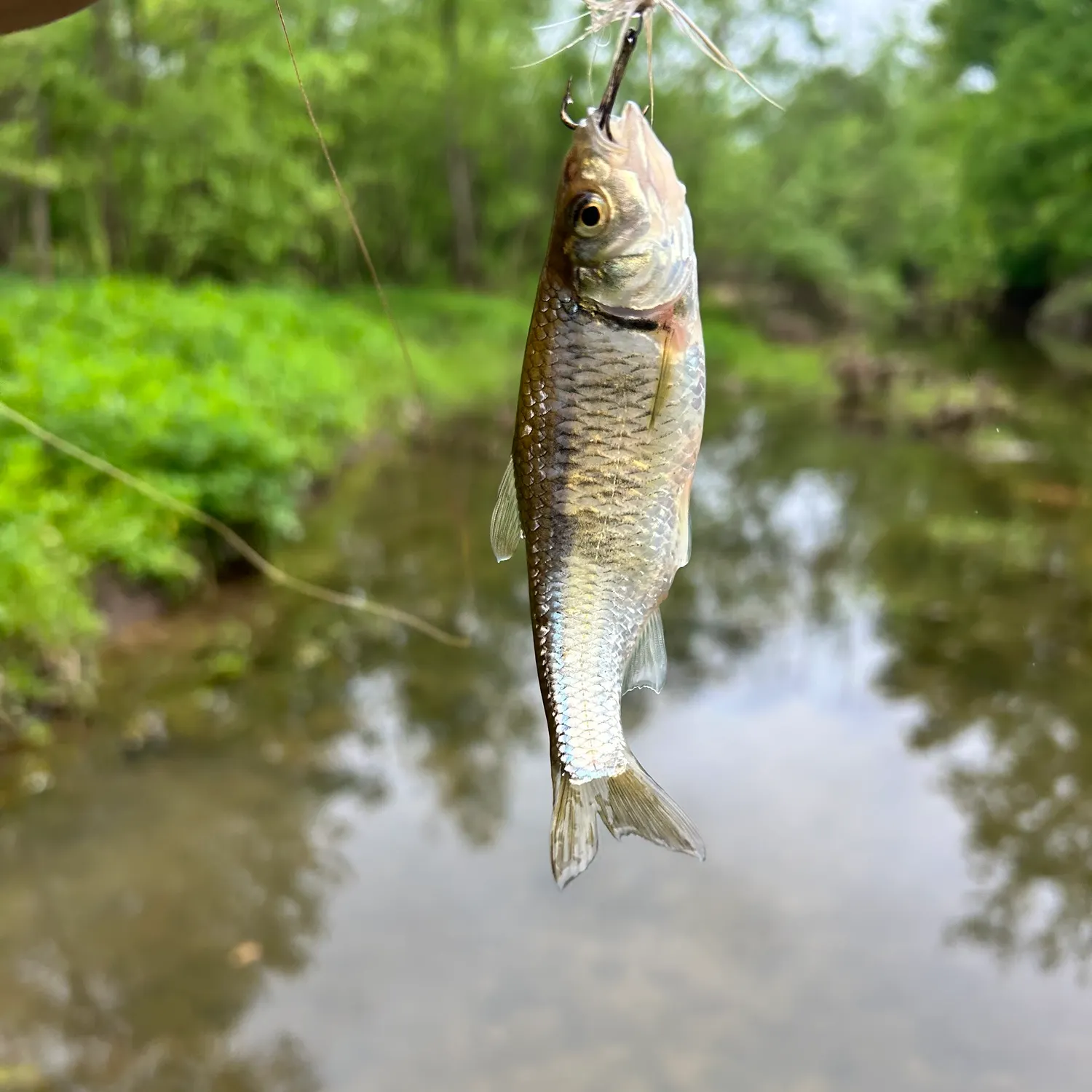 The most recent Striped shiner catches on Fishbrain