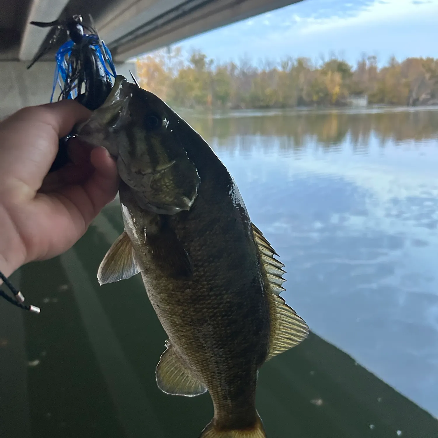 Smallmouth bass caught on Fishbrain