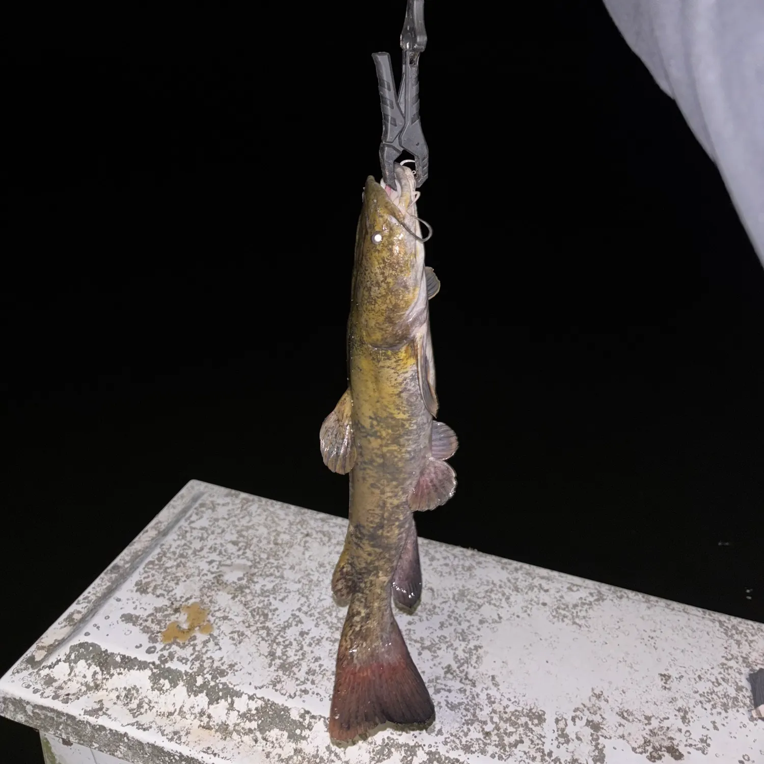 Flathead catfish caught on Fishbrain
