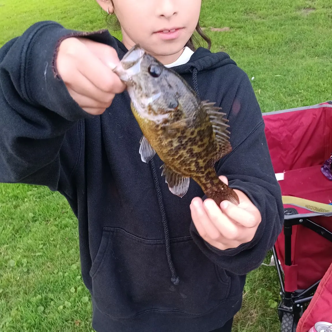 Warmouth caught on Fishbrain