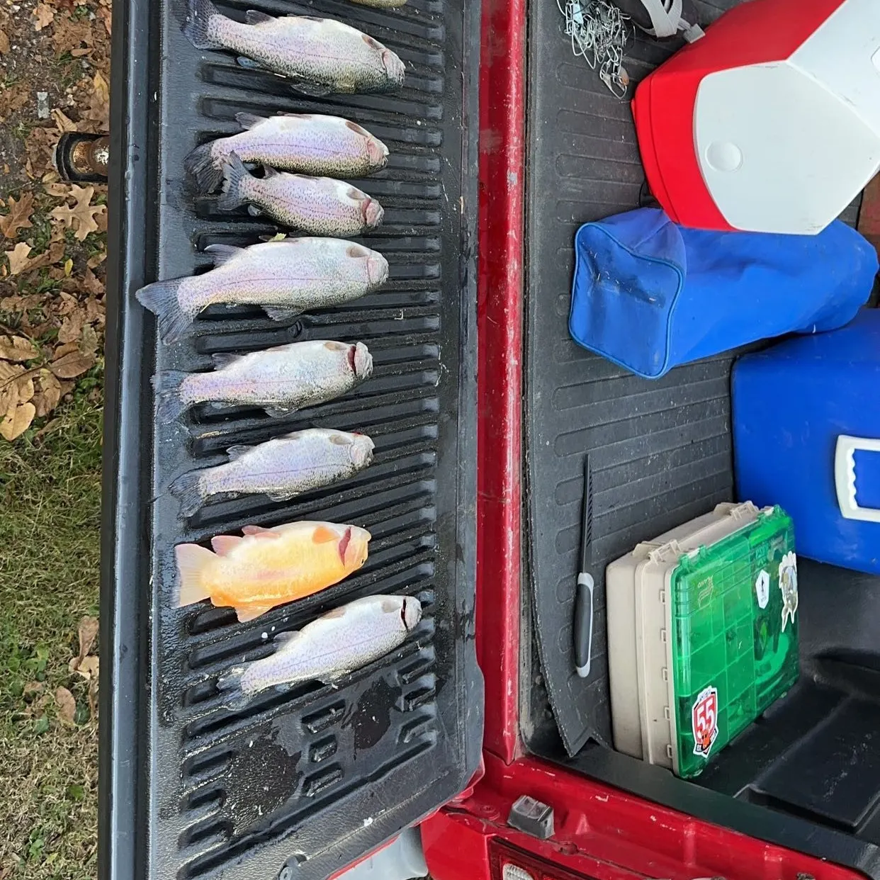 recently logged catches