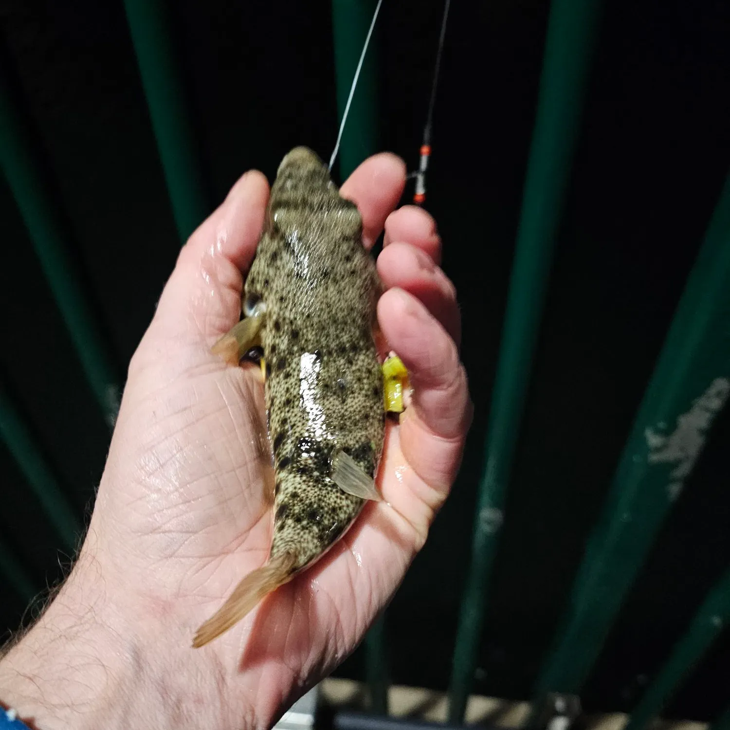 Northern puffer caught on Fishbrain