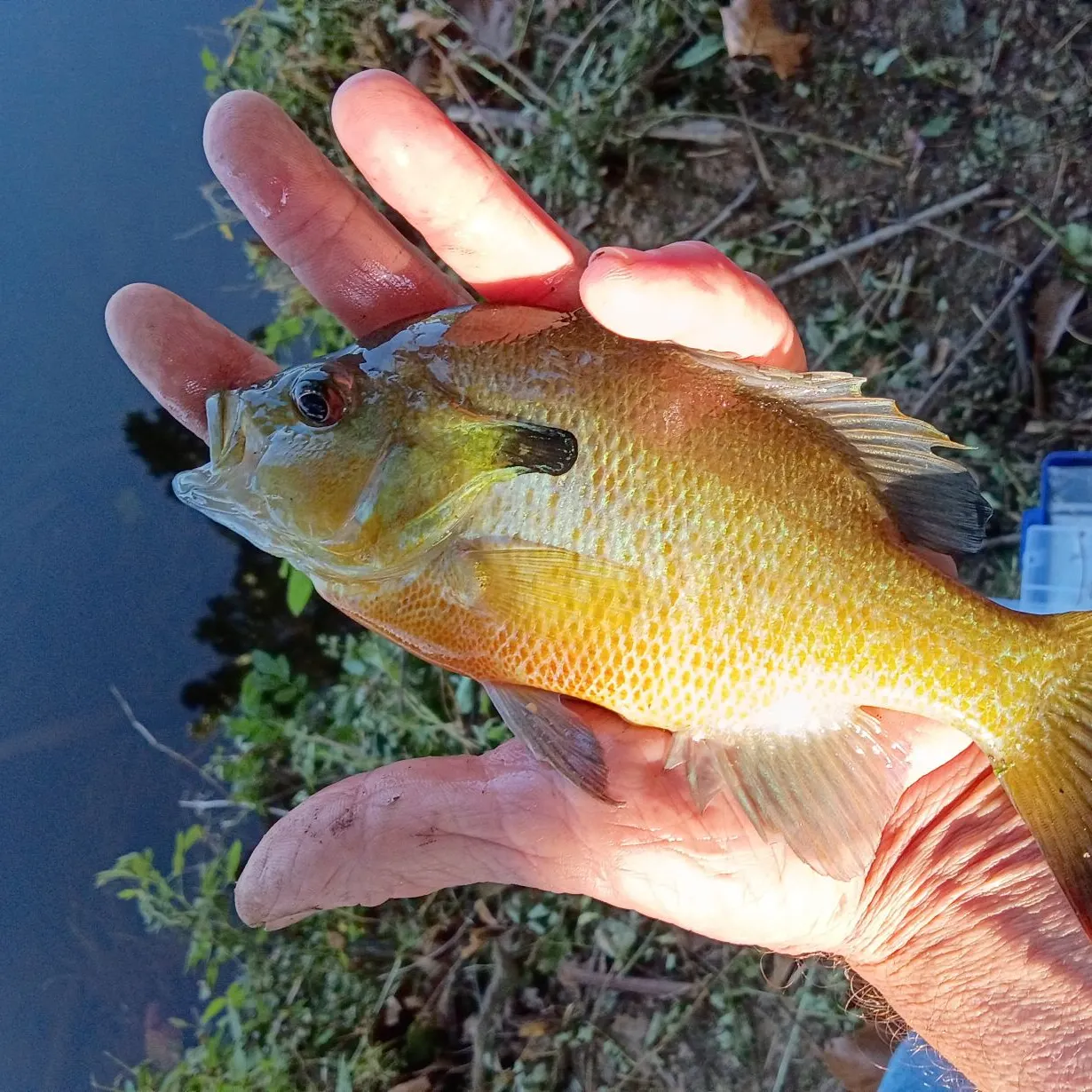 Redbreast sunfish caught on Fishbrain