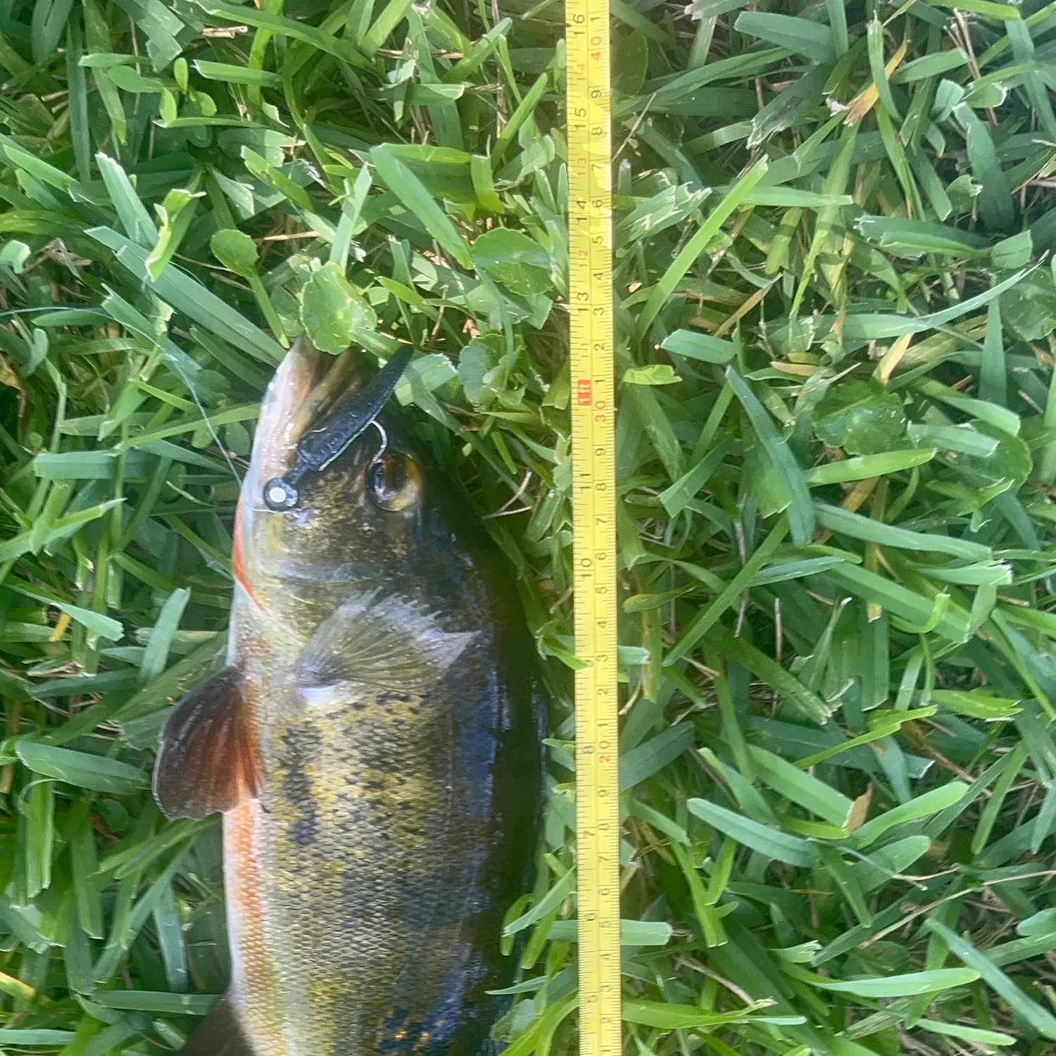 Butterfly peacock bass caught on Fishbrain