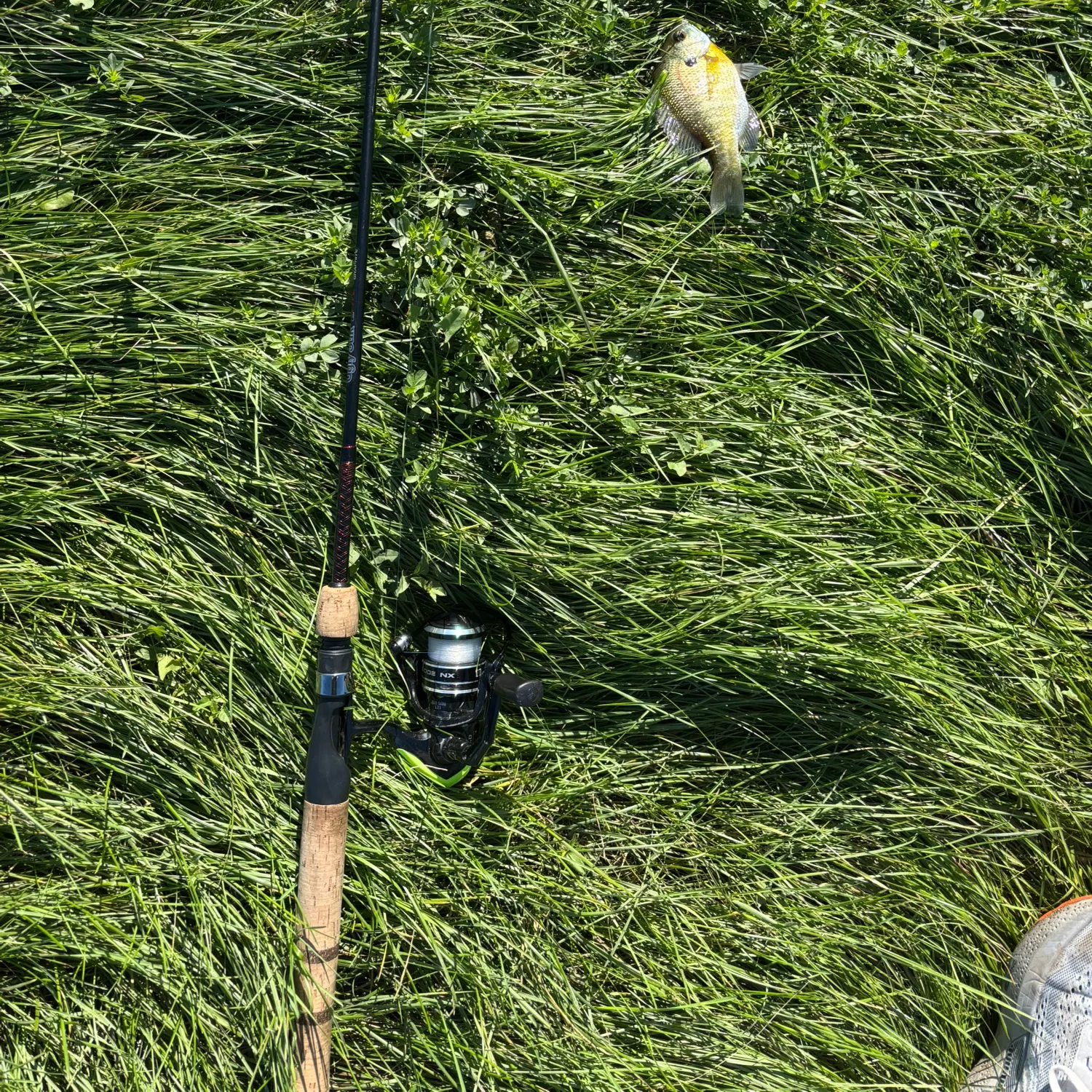 Bluegill caught on Fishbrain
