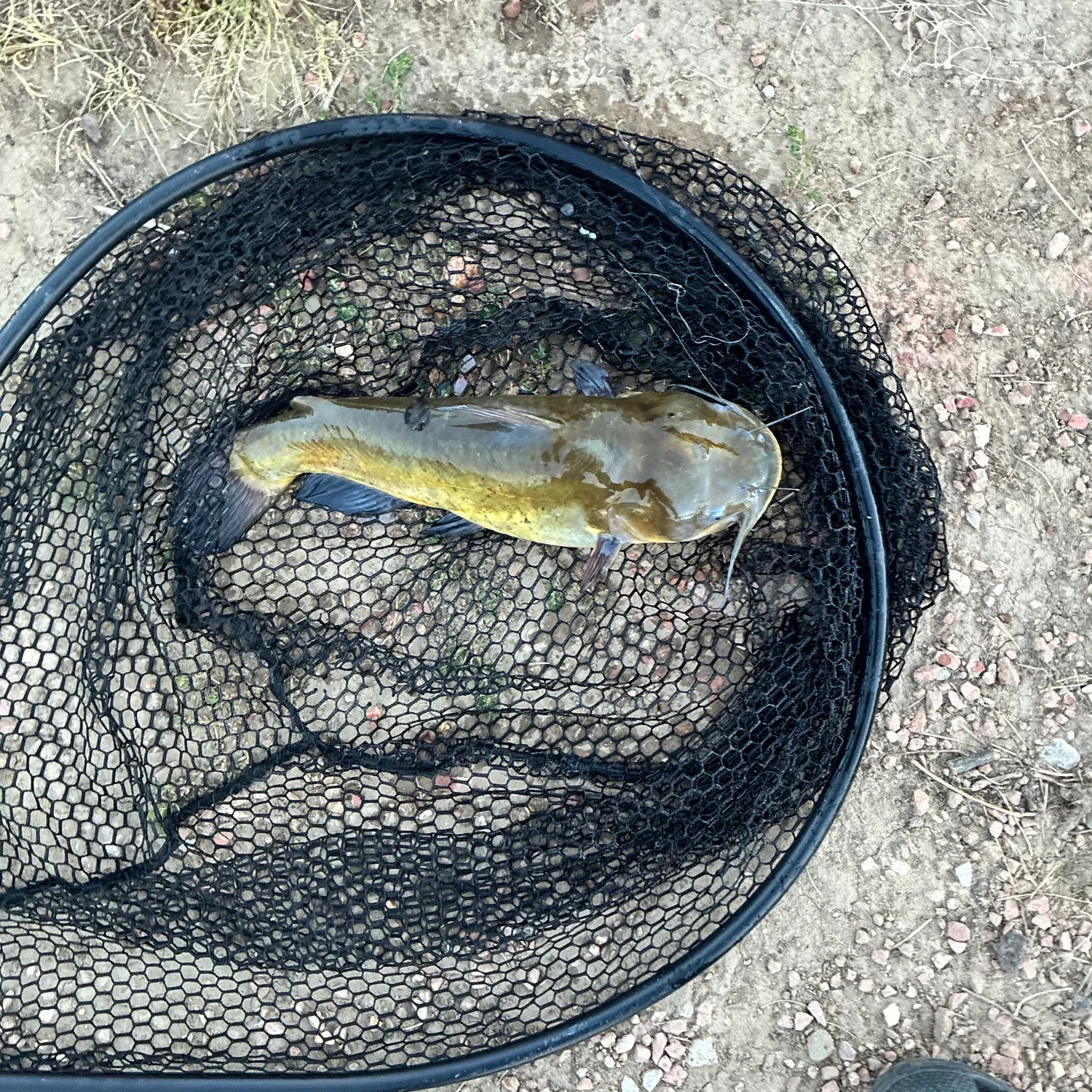 Yellow bullhead caught on Fishbrain