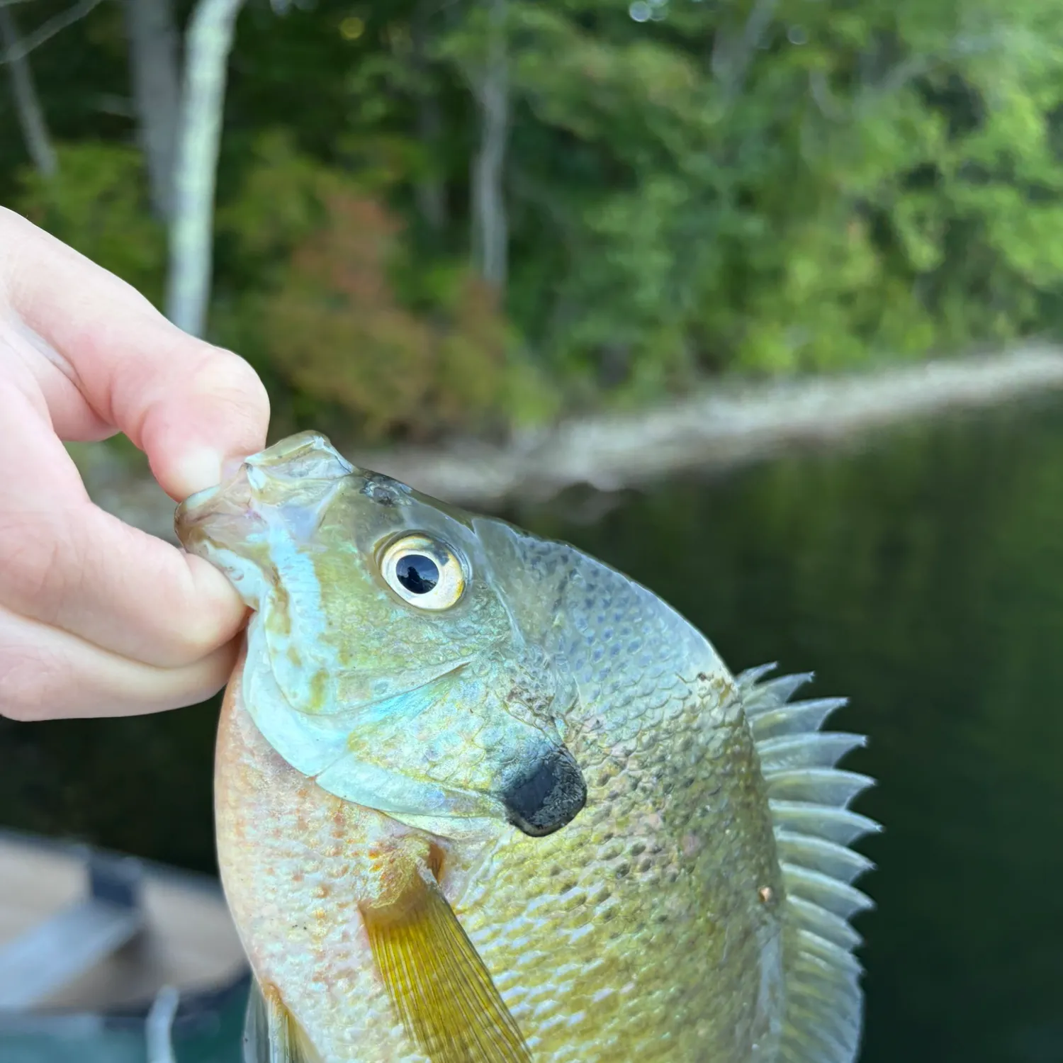 Bluegill caught on Fishbrain