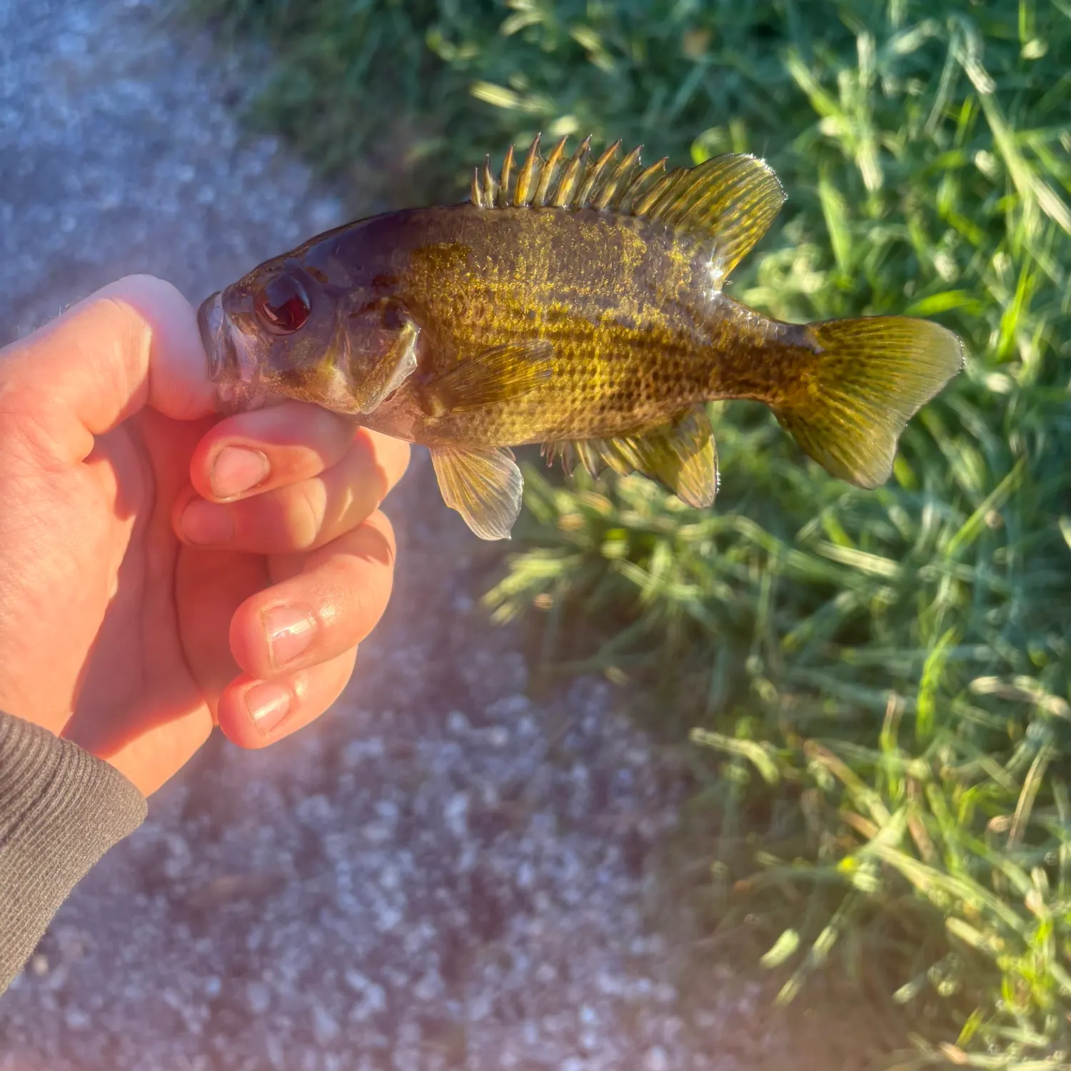 Rock bass caught on Fishbrain