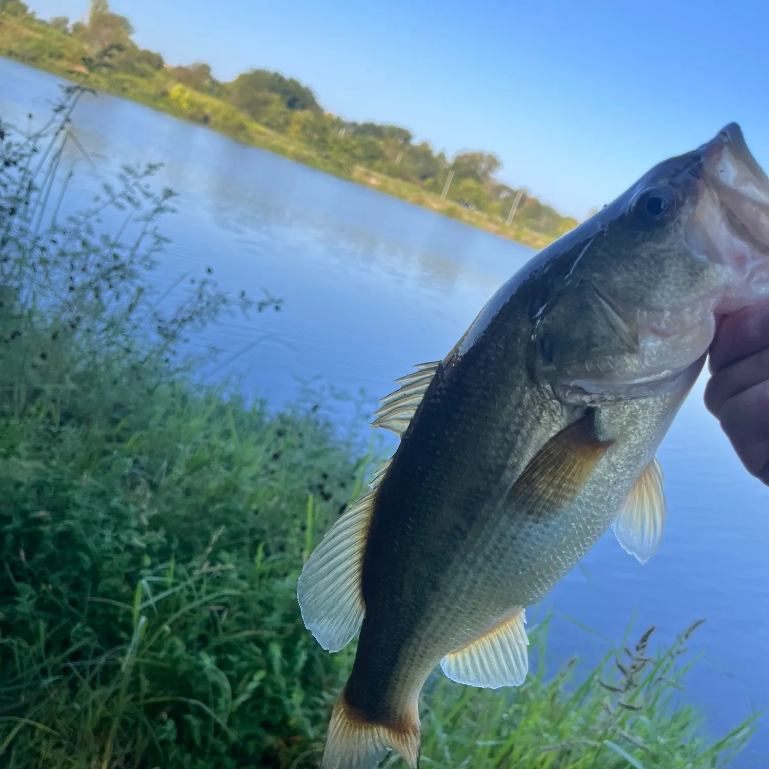 Largemouth bass caught on Fishbrain