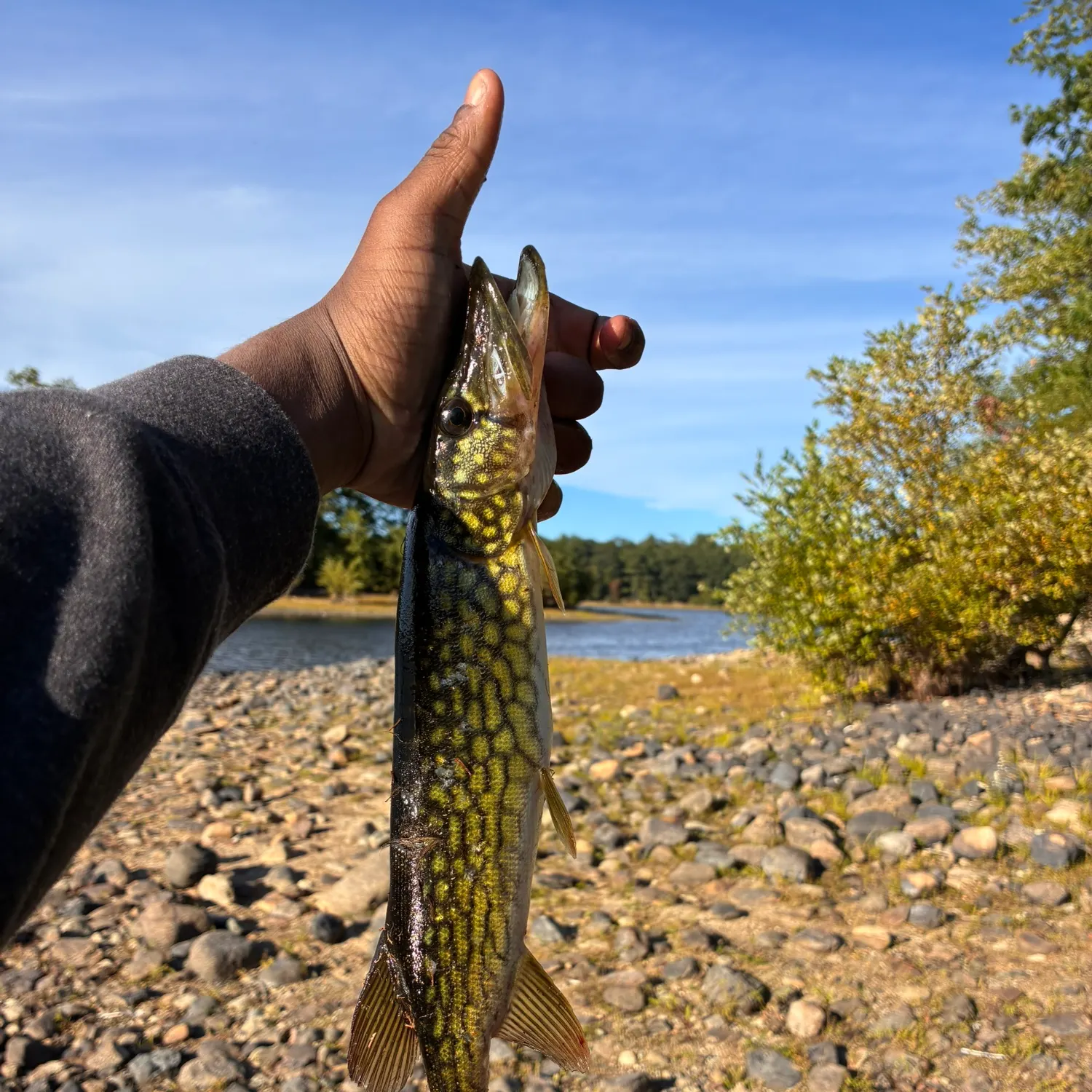 Chain pickerel caught on Fishbrain