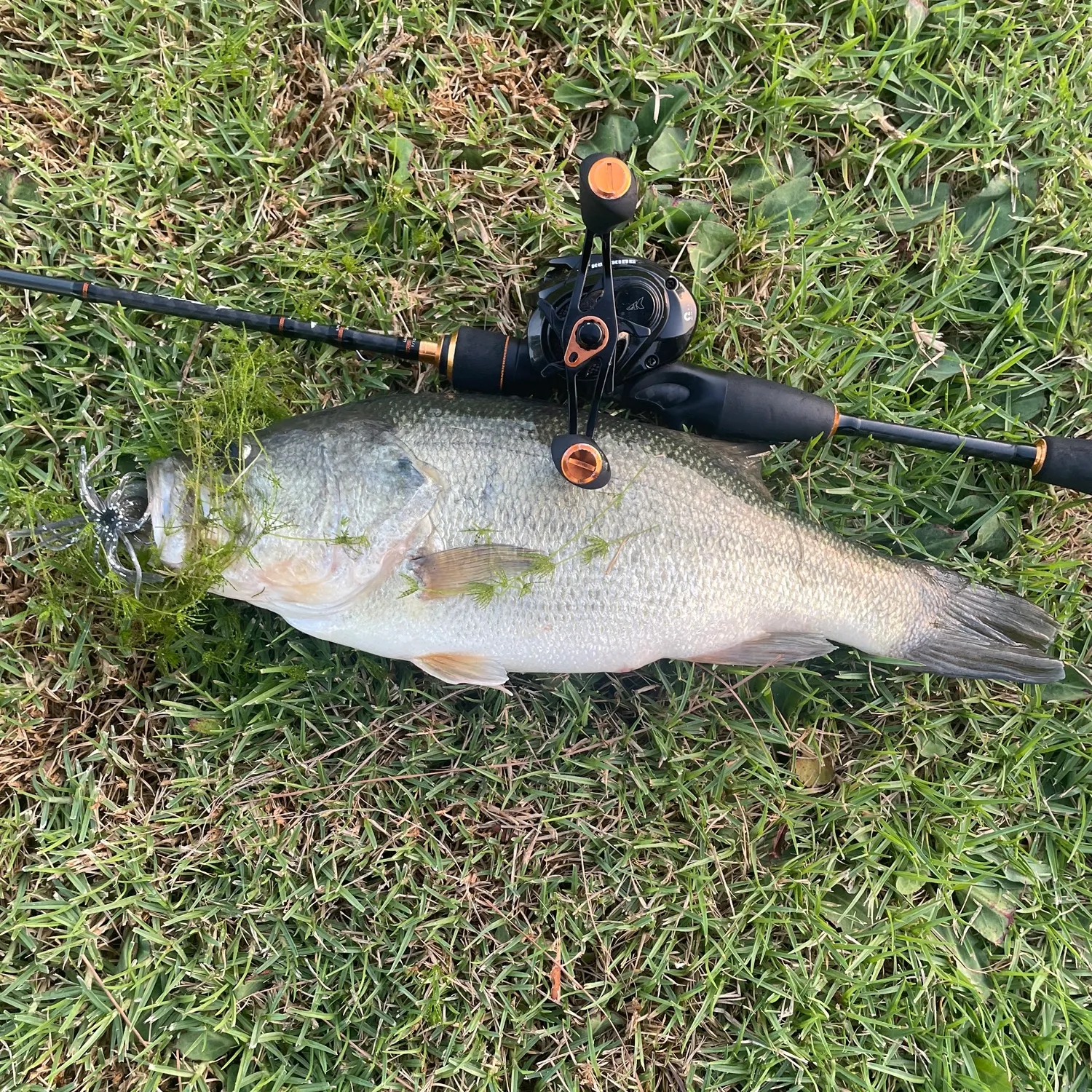 Largemouth bass caught on Fishbrain