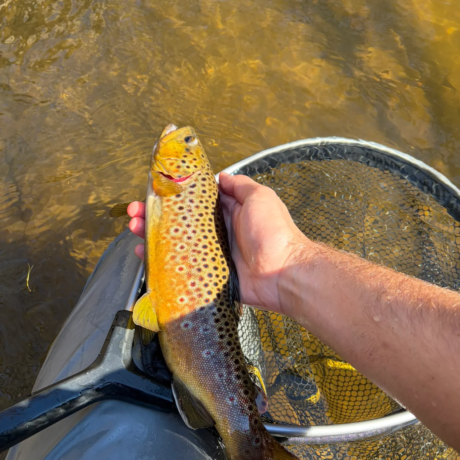 Brown trout caught on Fishbrain