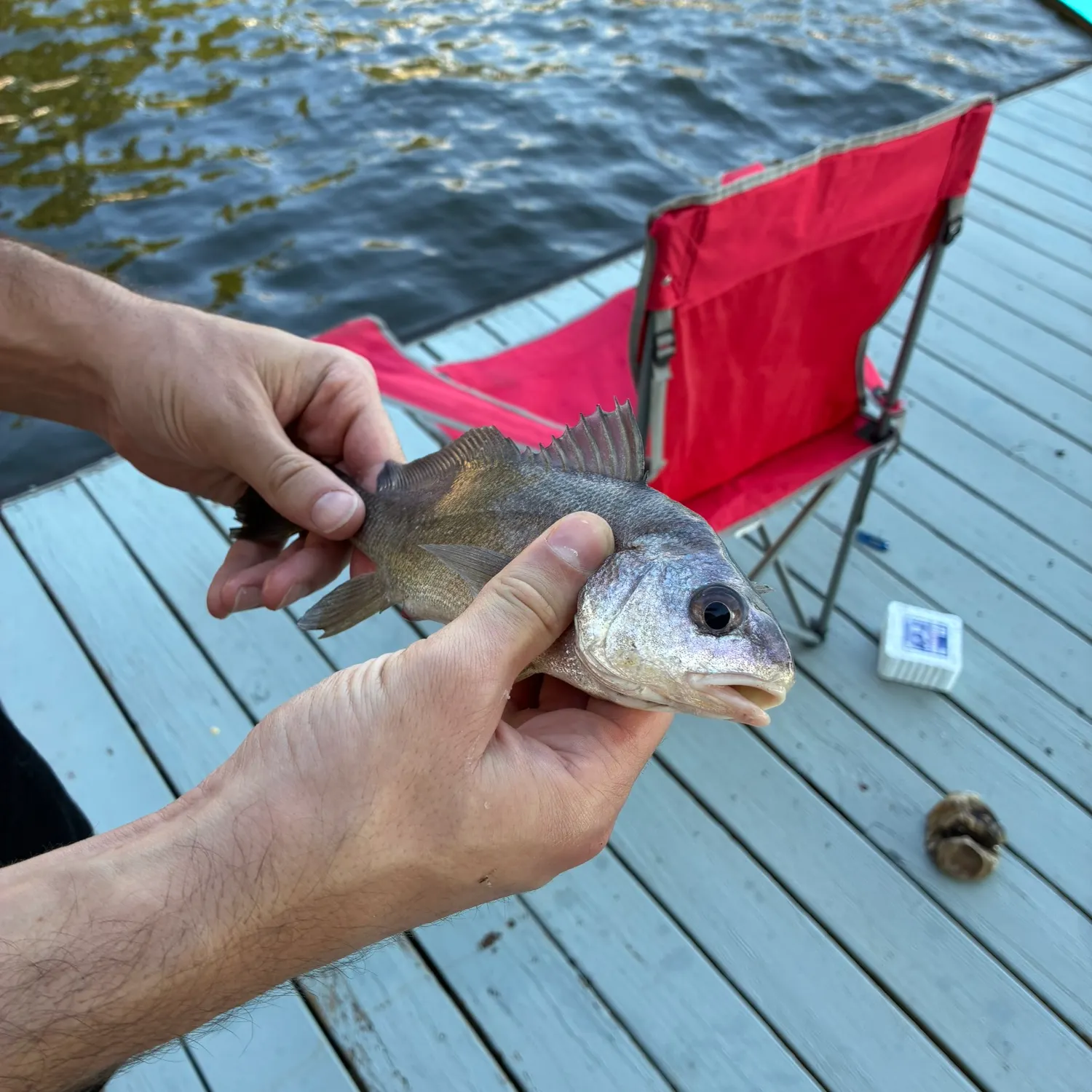 Freshwater drum caught on Fishbrain