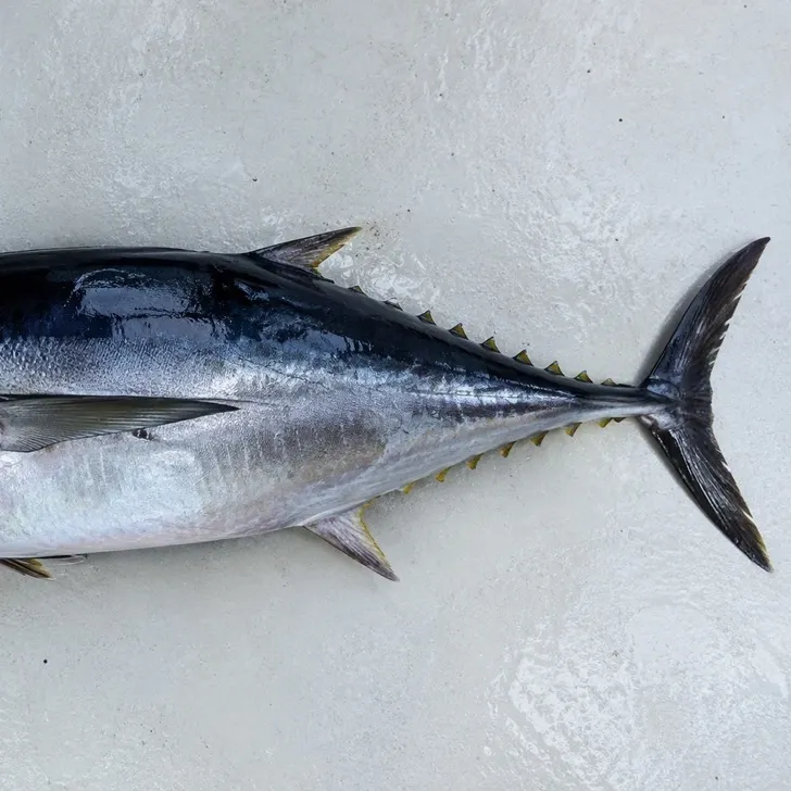 Atlantic bluefin tuna caught on Fishbrain