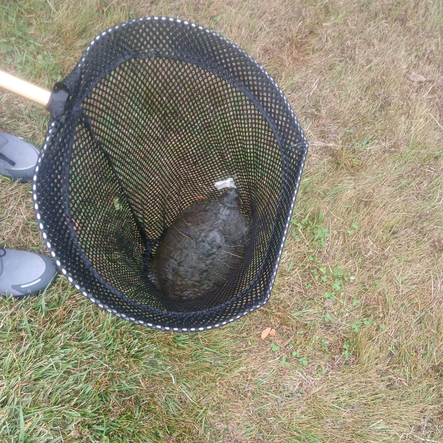 The most recent Painted turtle catches on Fishbrain