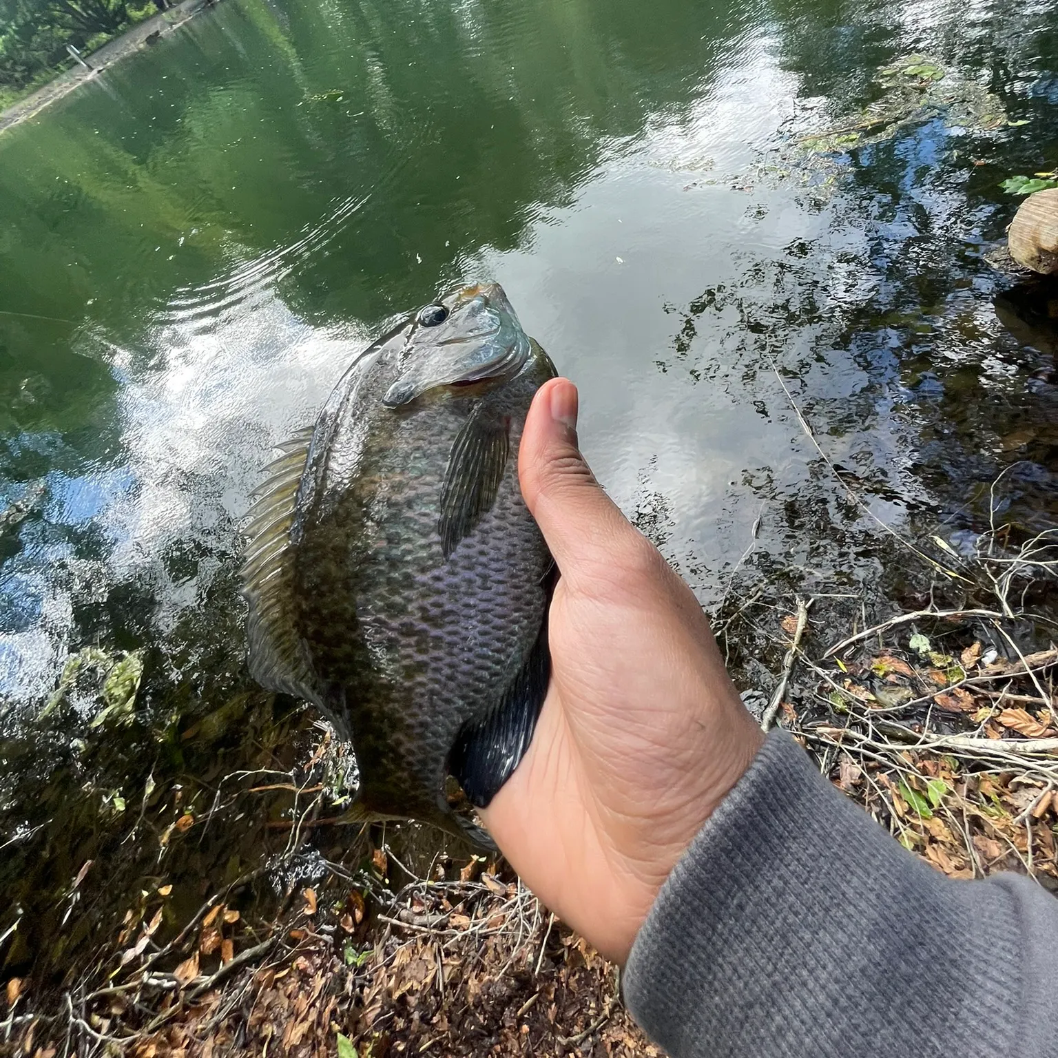 The most recent Redear sunfish catches on Fishbrain
