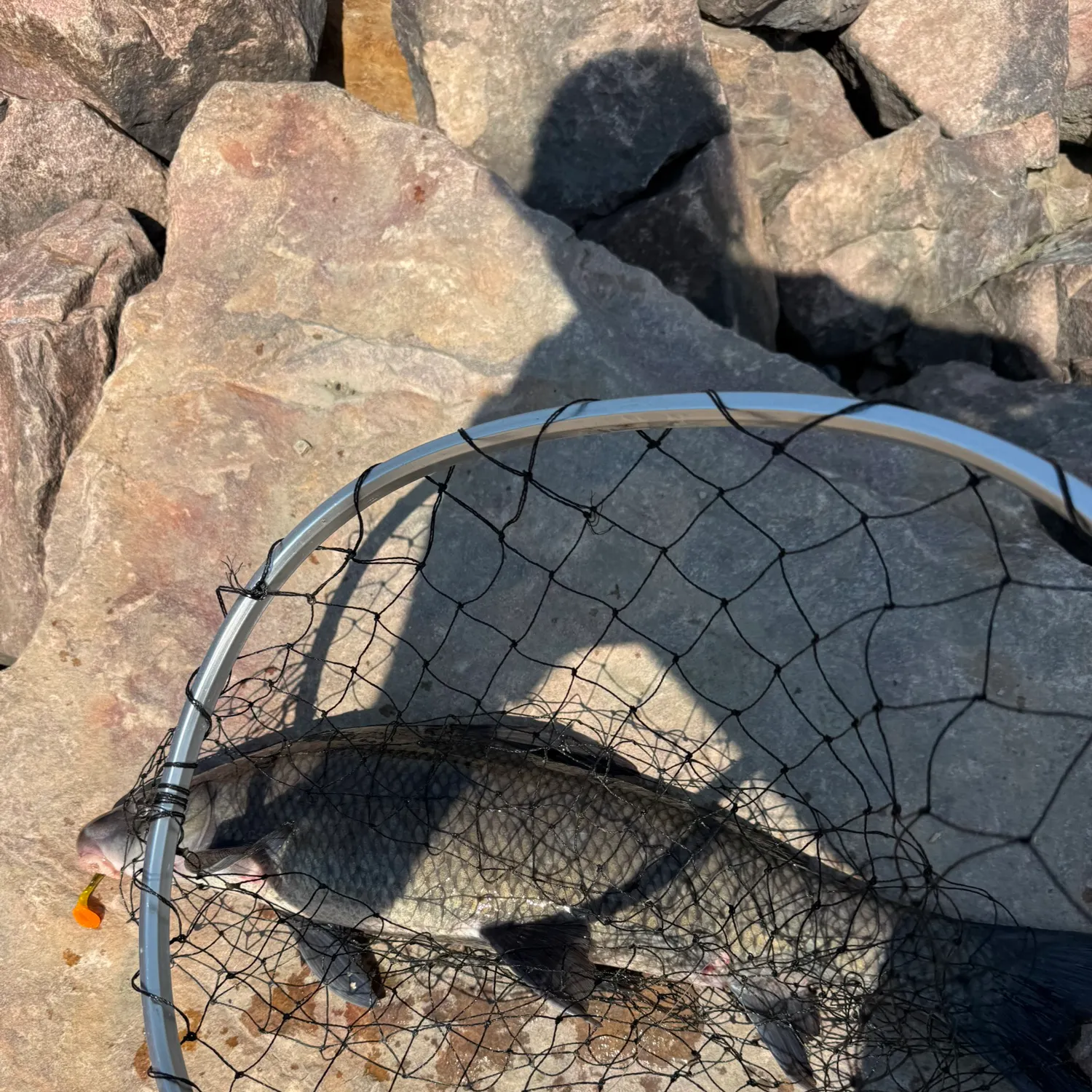 The most recent Black carp catches on Fishbrain