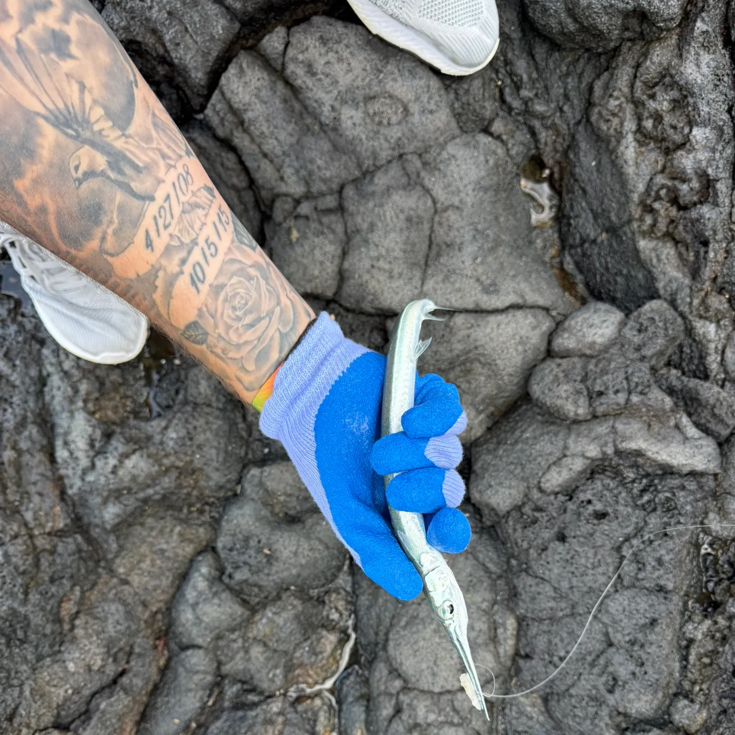 recently logged catches