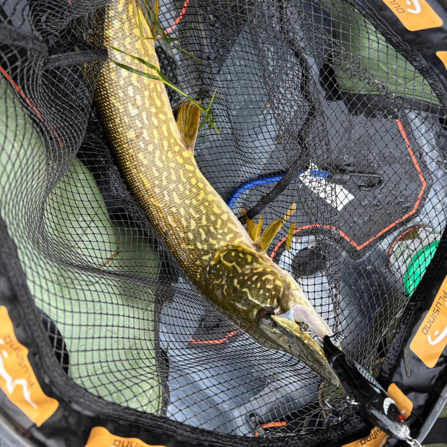 Northern pike caught on Fishbrain