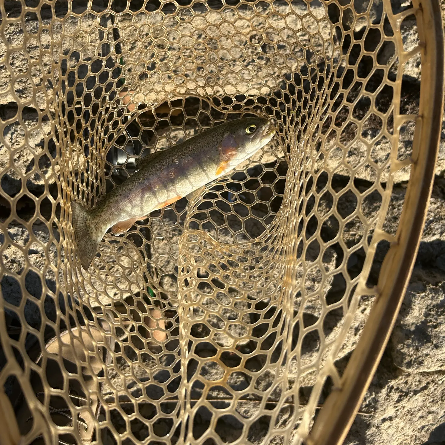 Rainbow trout caught on Fishbrain