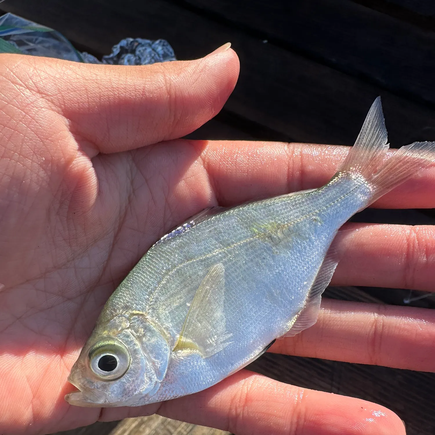 The most recent Walleye surfperch catches on Fishbrain
