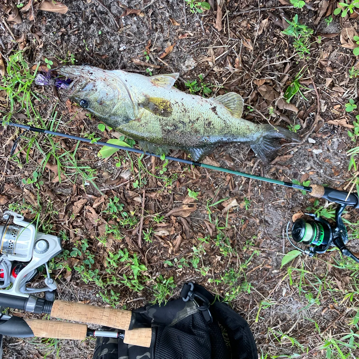 The most recent Florida bass catches on Fishbrain