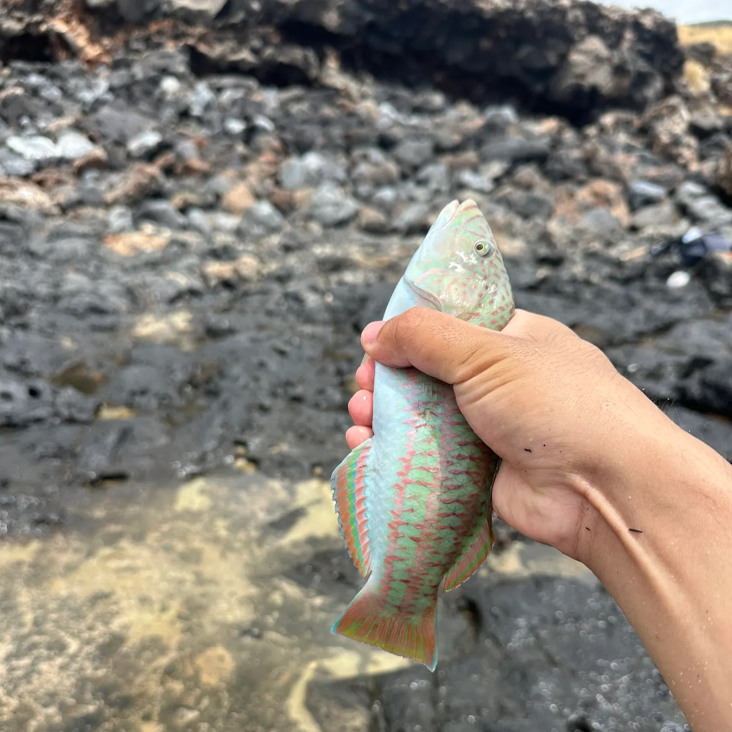 The most recent Surge wrasse catches on Fishbrain