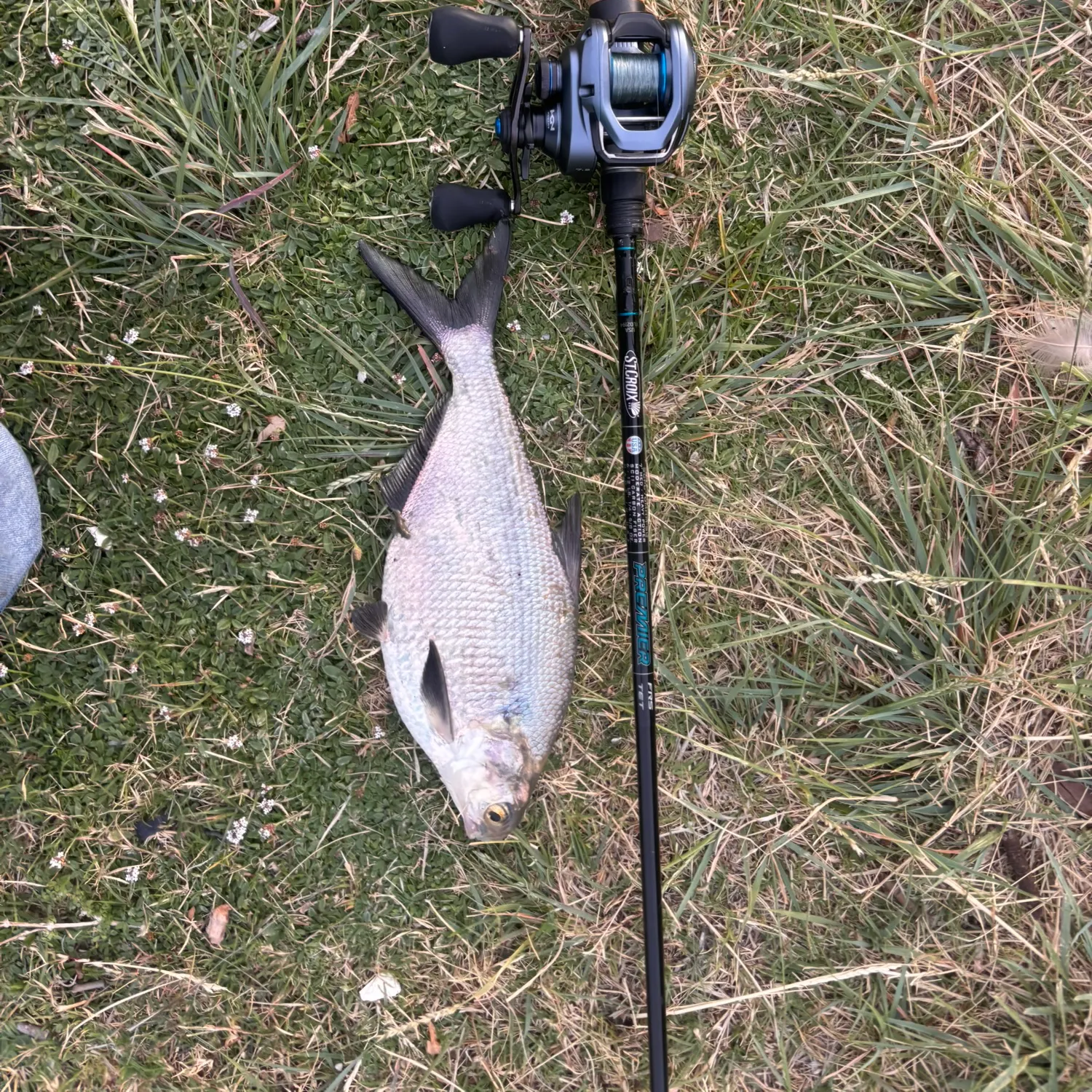 The most recent American gizzard shad catches on Fishbrain